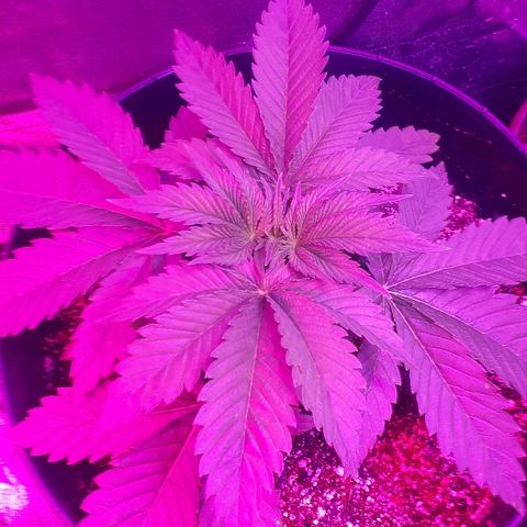 Gorilla Zkittlez growlog timeline photo