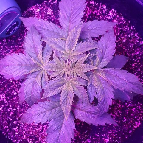 Glue Gelato Auto growlog timeline photo