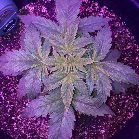 Glue Gelato Auto growlog timeline photo