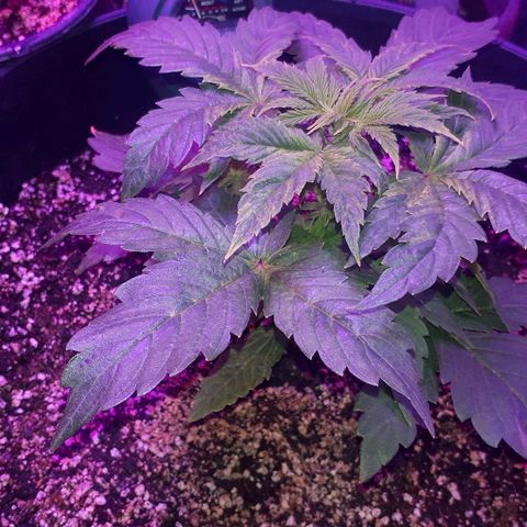 Glue Gelato Auto growlog timeline photo