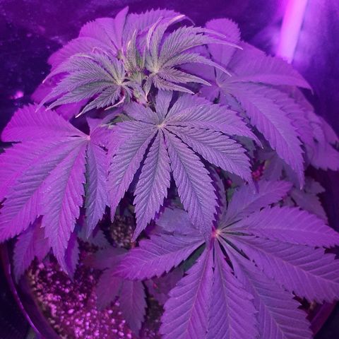 OG Kush #1 growlog timeline photo