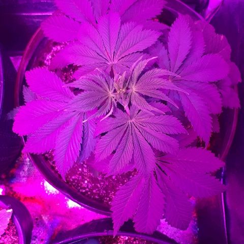 OG Kush #1 growlog timeline photo