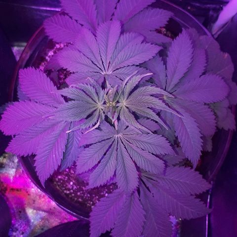 OG Kush #1 growlog timeline photo