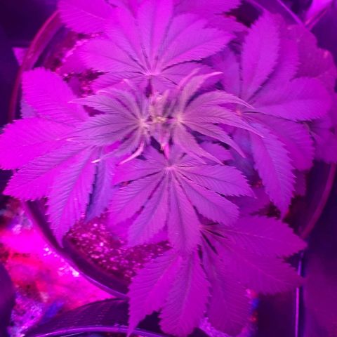 OG Kush #1 growlog timeline photo