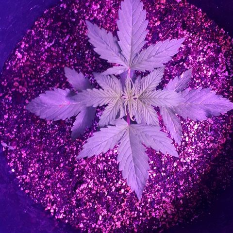 Super Critical Automatic growlog timeline photo