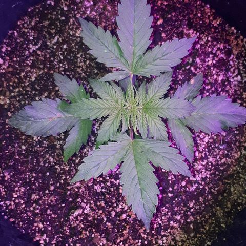 Super Critical Automatic growlog timeline photo
