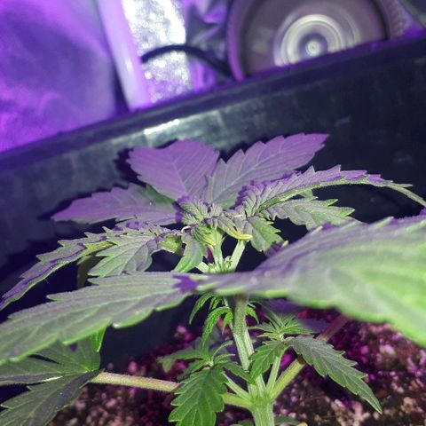 Super Critical Automatic growlog timeline photo