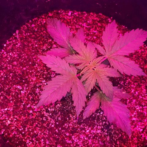 Super Critical Automatic growlog timeline photo