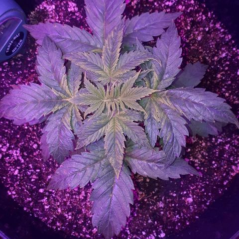 Glue Gelato Auto growlog timeline photo