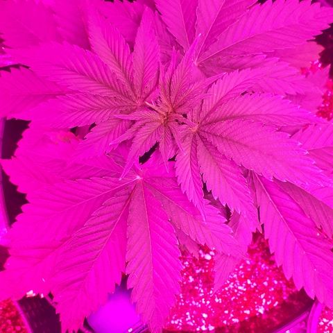 Gorilla Zkittlez growlog timeline photo