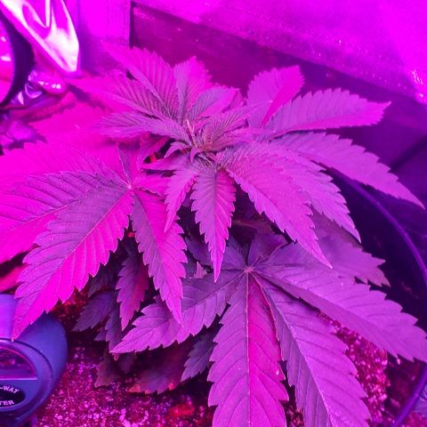 Gorilla Zkittlez growlog timeline photo