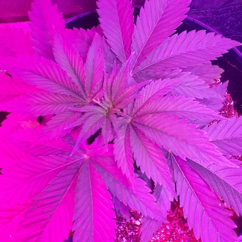 Gorilla Zkittlez growlog timeline photo