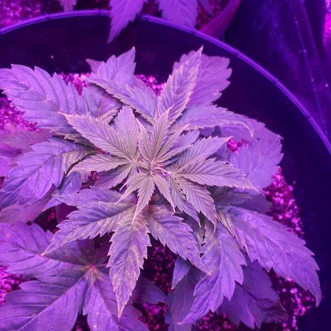 Glue Gelato Auto growlog timeline photo