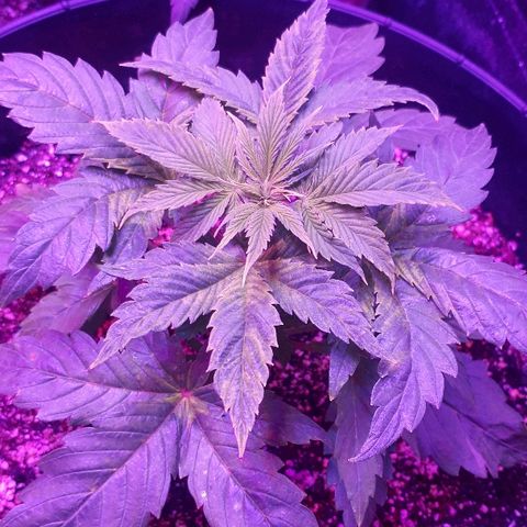 Glue Gelato Auto growlog timeline photo