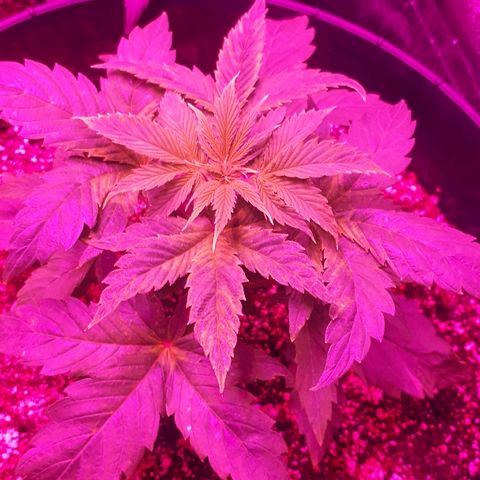 Glue Gelato Auto growlog timeline photo