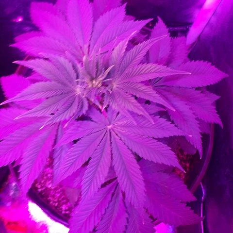 OG Kush #1 growlog timeline photo