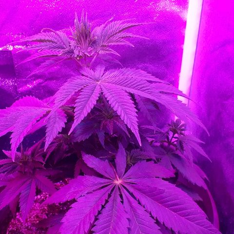 OG Kush #1 growlog timeline photo