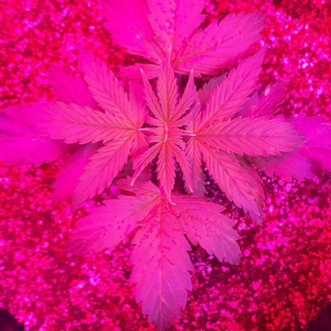 Super Critical Automatic growlog timeline photo