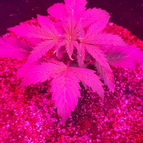 Super Critical Automatic growlog timeline photo