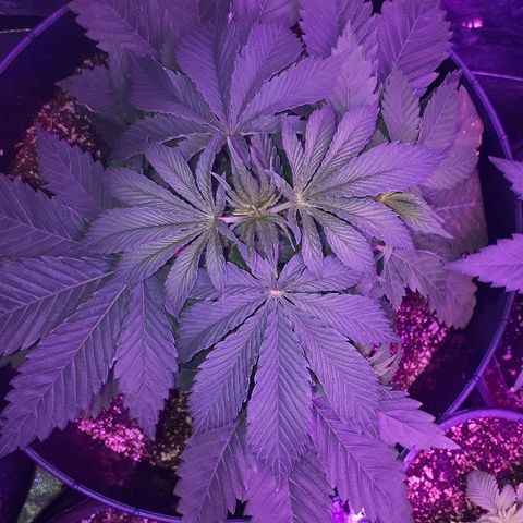 Gorilla Zkittlez growlog timeline photo