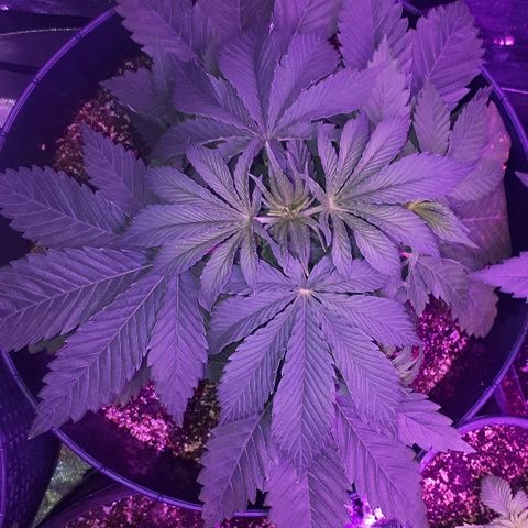 Gorilla Zkittlez growlog timeline photo