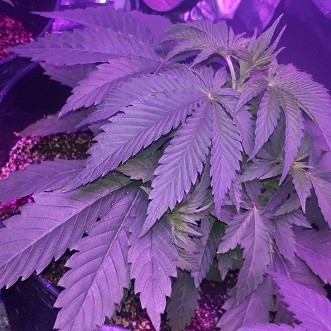 Gorilla Zkittlez growlog timeline photo