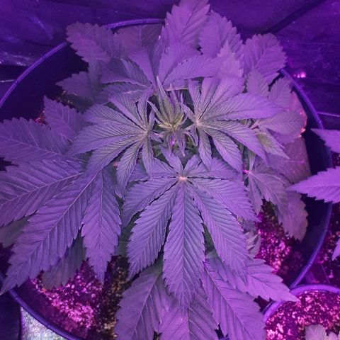 Gorilla Zkittlez growlog timeline photo