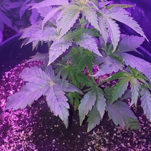 Glue Gelato Auto growlog timeline photo