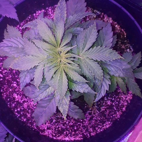 Glue Gelato Auto growlog timeline photo