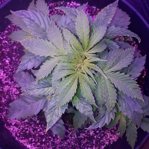 Glue Gelato Auto growlog timeline photo