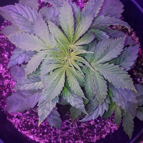 Glue Gelato Auto growlog timeline photo
