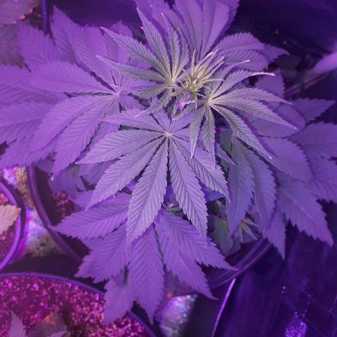 OG Kush #1 growlog timeline photo