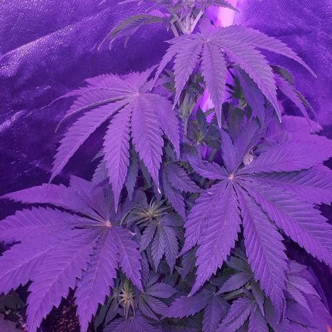 OG Kush #1 growlog timeline photo