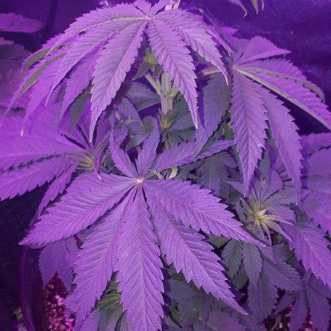 OG Kush #1 growlog timeline photo