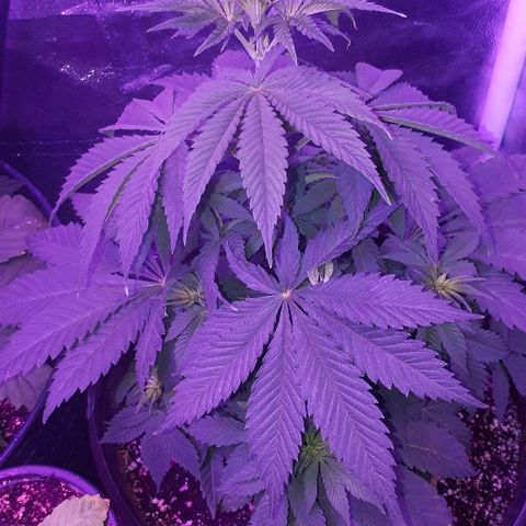 OG Kush #1 growlog timeline photo