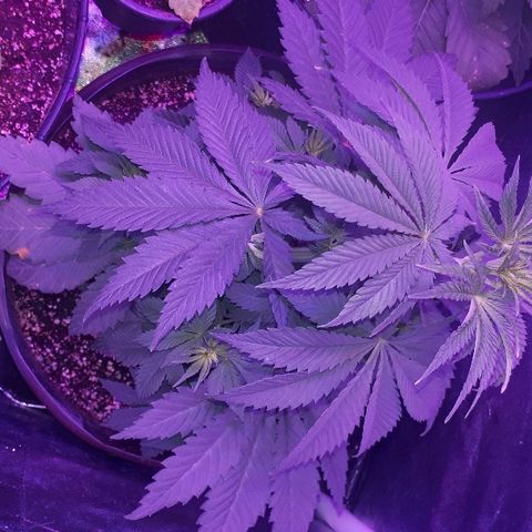 OG Kush #1 growlog timeline photo