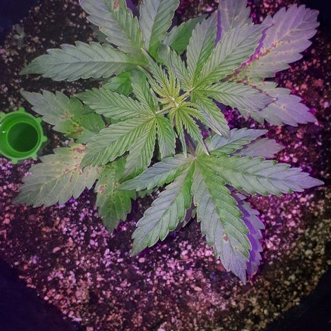 Super Critical Automatic growlog timeline photo