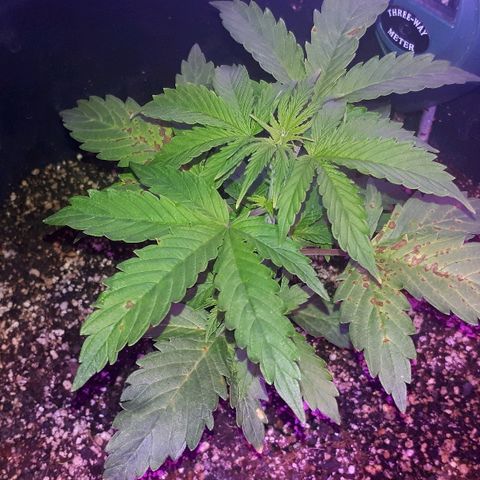 Super Critical Automatic growlog timeline photo
