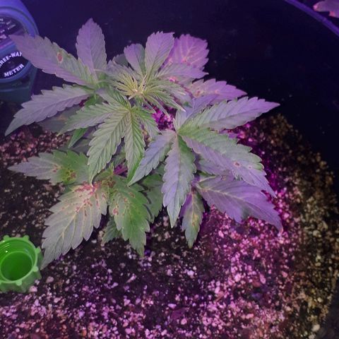 Super Critical Automatic growlog timeline photo