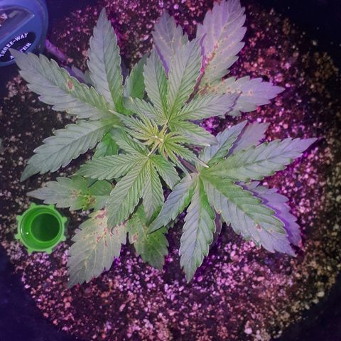 Super Critical Automatic growlog timeline photo