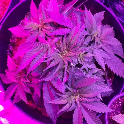 Gorilla Zkittlez growlog timeline photo