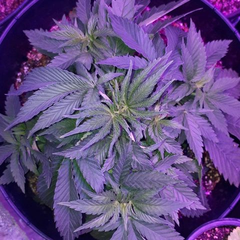 Gorilla Zkittlez growlog timeline photo