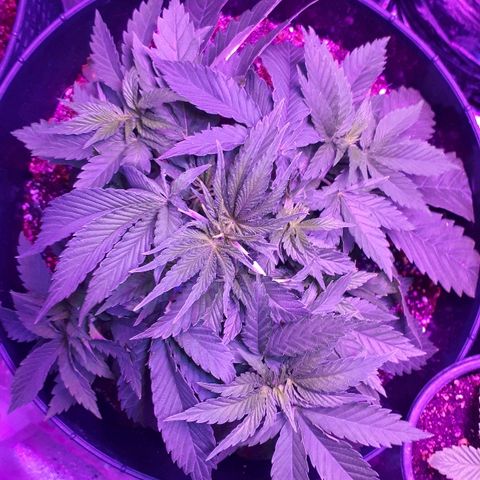 Gorilla Zkittlez growlog timeline photo