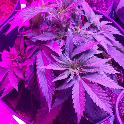 Gorilla Zkittlez growlog timeline photo