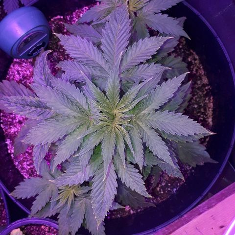 Glue Gelato Auto growlog timeline photo