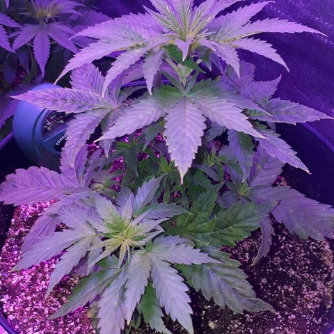 Glue Gelato Auto growlog timeline photo
