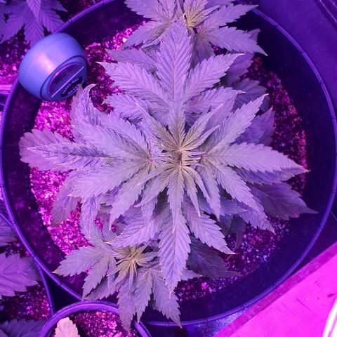 Glue Gelato Auto growlog timeline photo