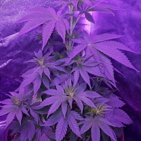 OG Kush #1 growlog timeline photo