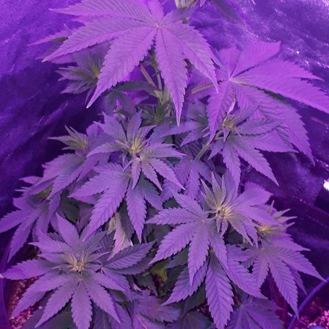 OG Kush #1 growlog timeline photo