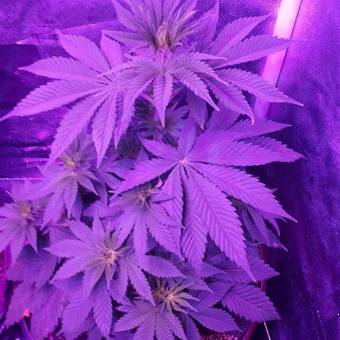OG Kush #1 growlog timeline photo